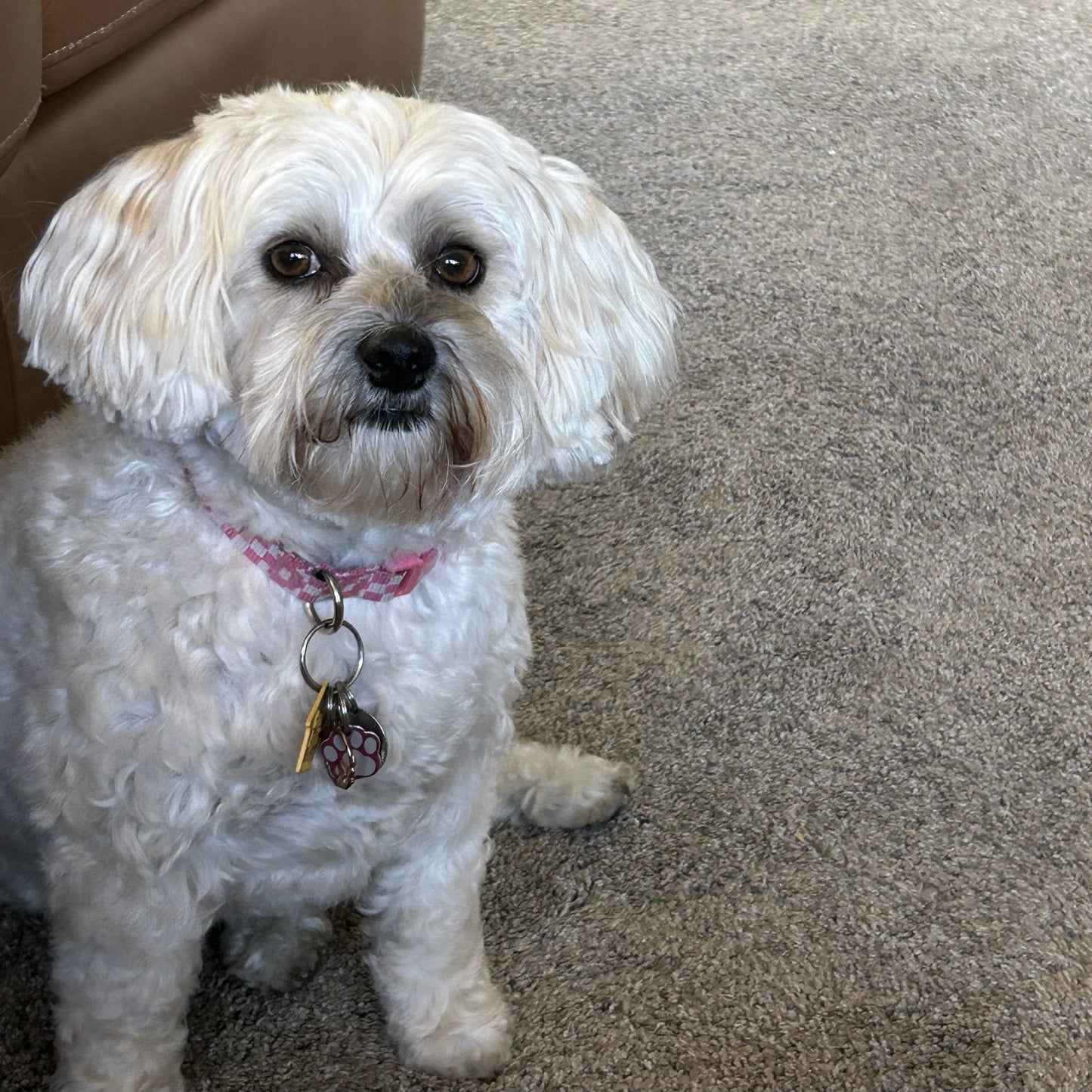 Custom Pet Necklace - Engraved Sterling Silver Photo Pendant